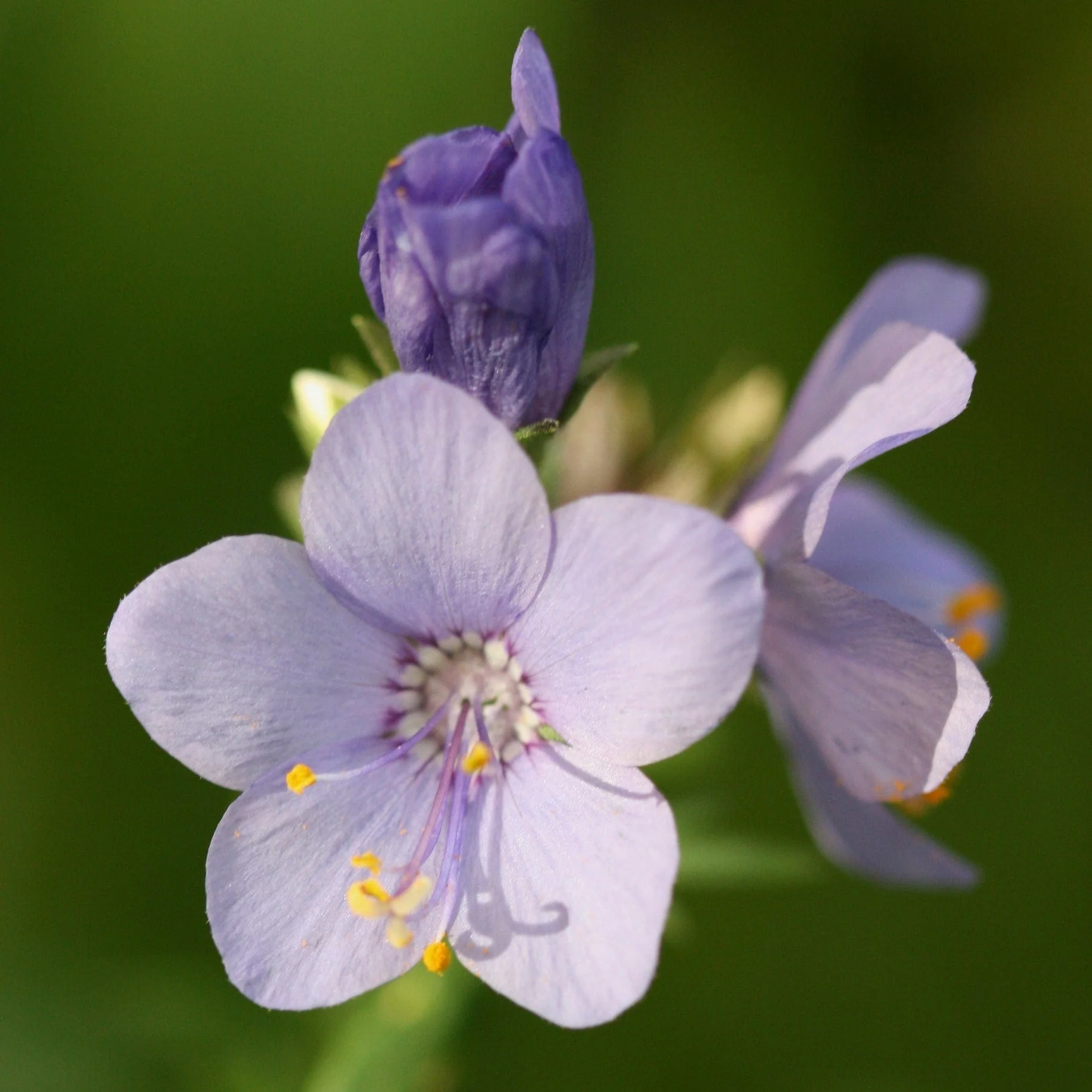Polemonium 'Bressingham Purple' - Image 2