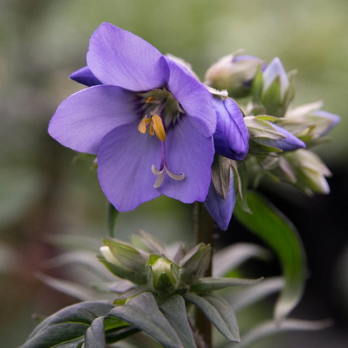 Polemonium 'Bressingham Purple' - Image 4