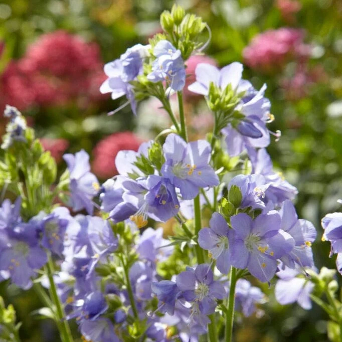 Polemonium 'Brise d'Anjou' - Image 2