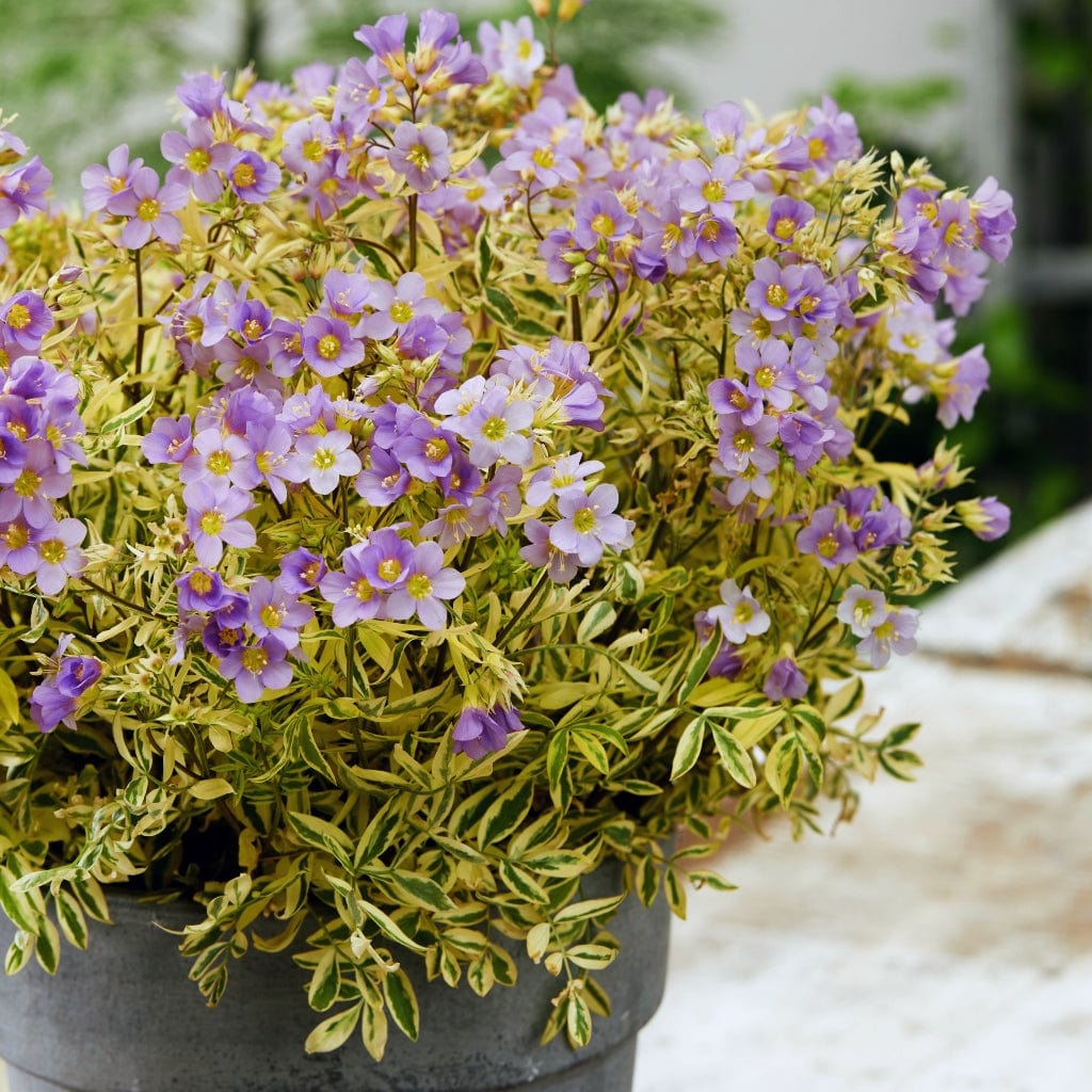 Polemonium 'Golden Feathers'