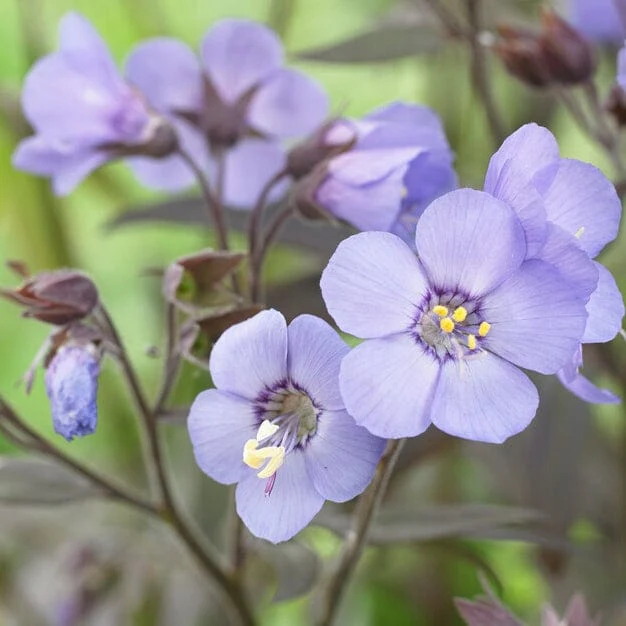 Polemonium 'Heaven Scent'