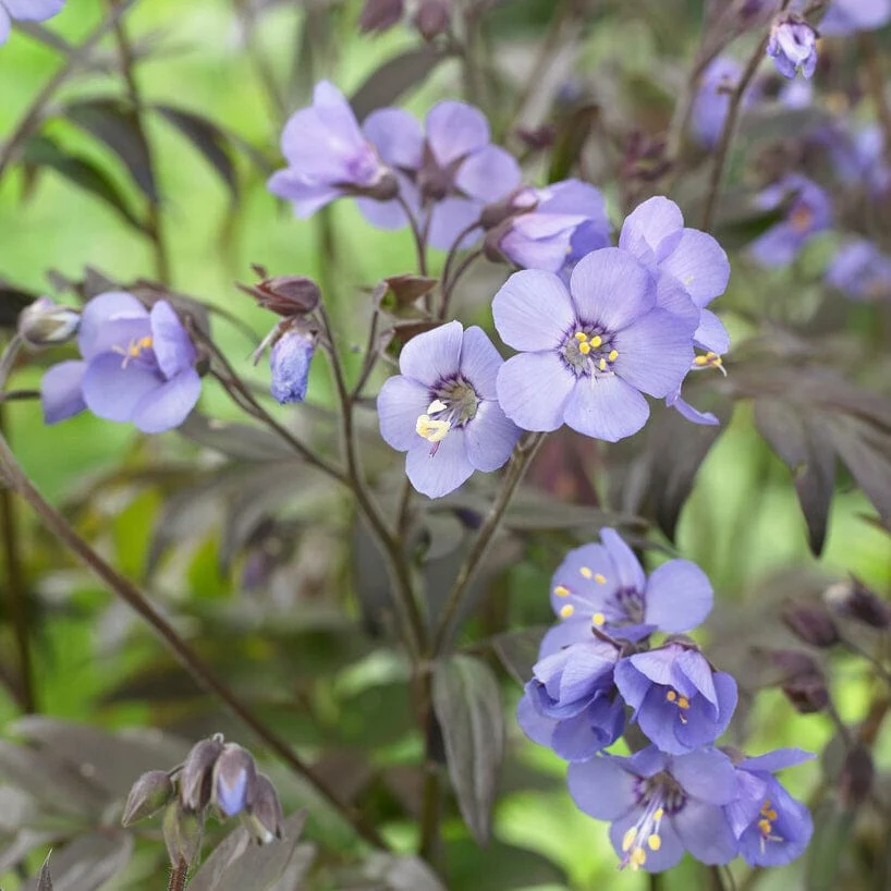 Polemonium 'Heaven Scent' - Image 2