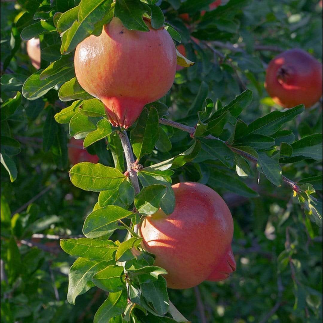 UK Hardy Pomegranate Bush - Image 4