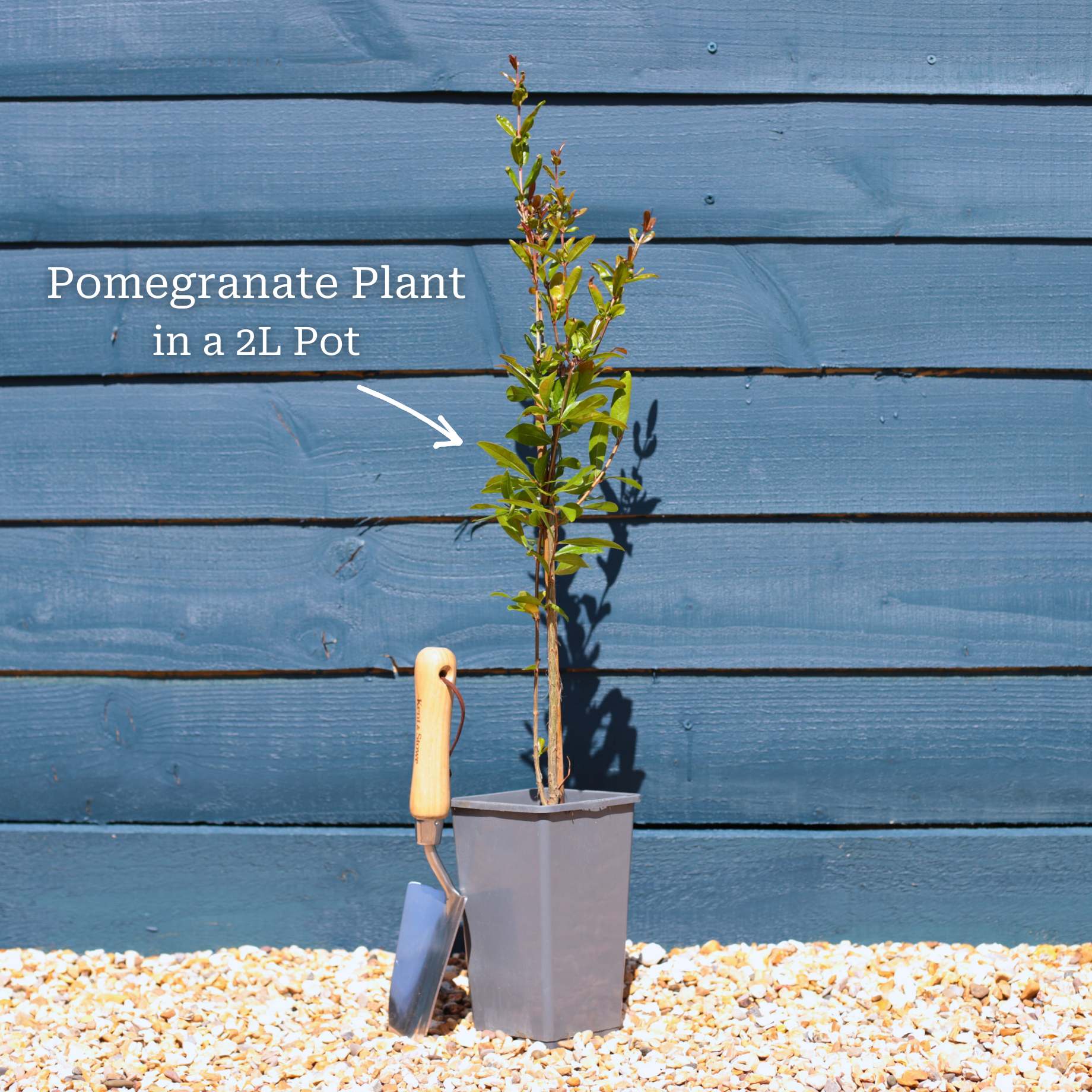 UK Hardy Pomegranate Bush - Image 5