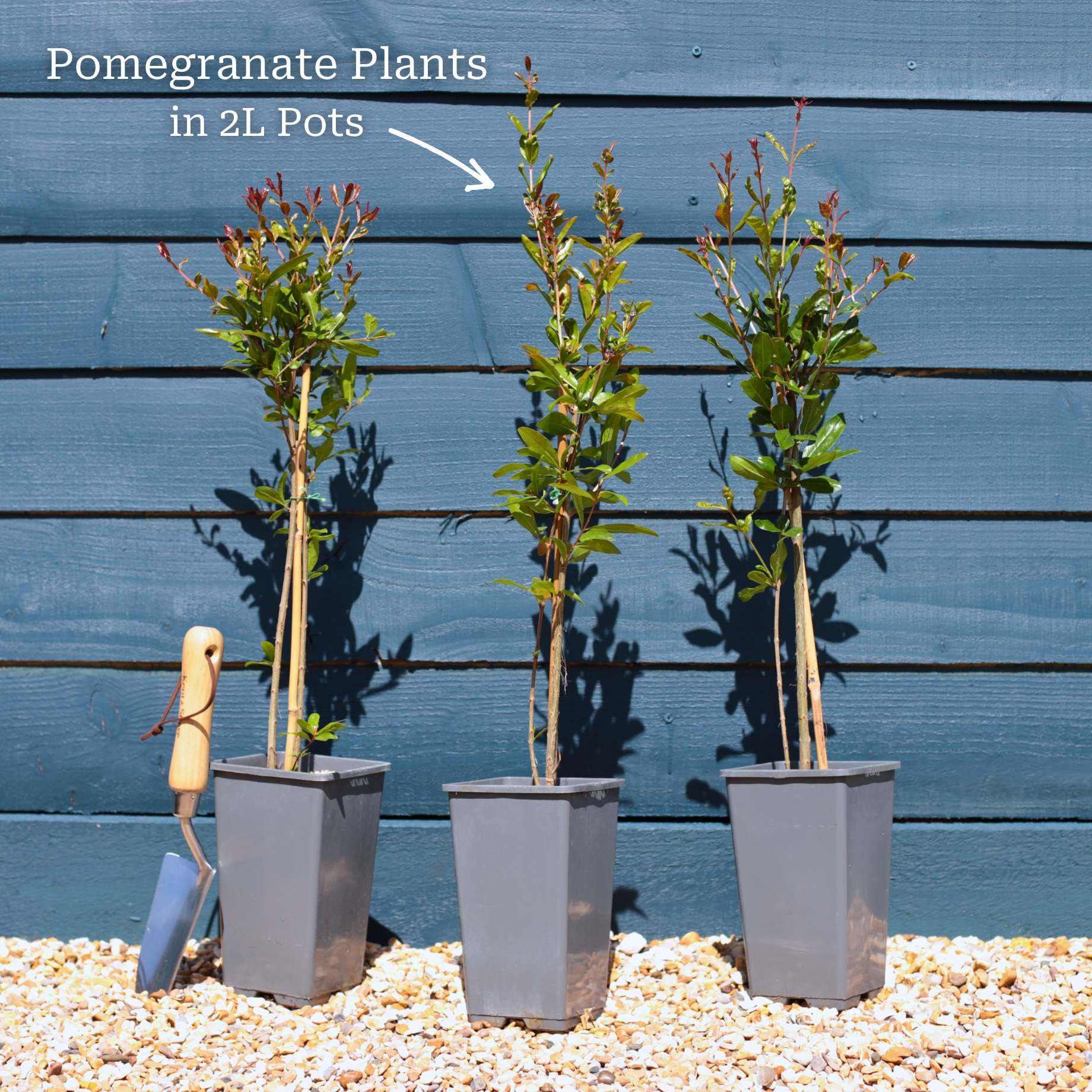 UK Hardy Pomegranate Bush - Image 6