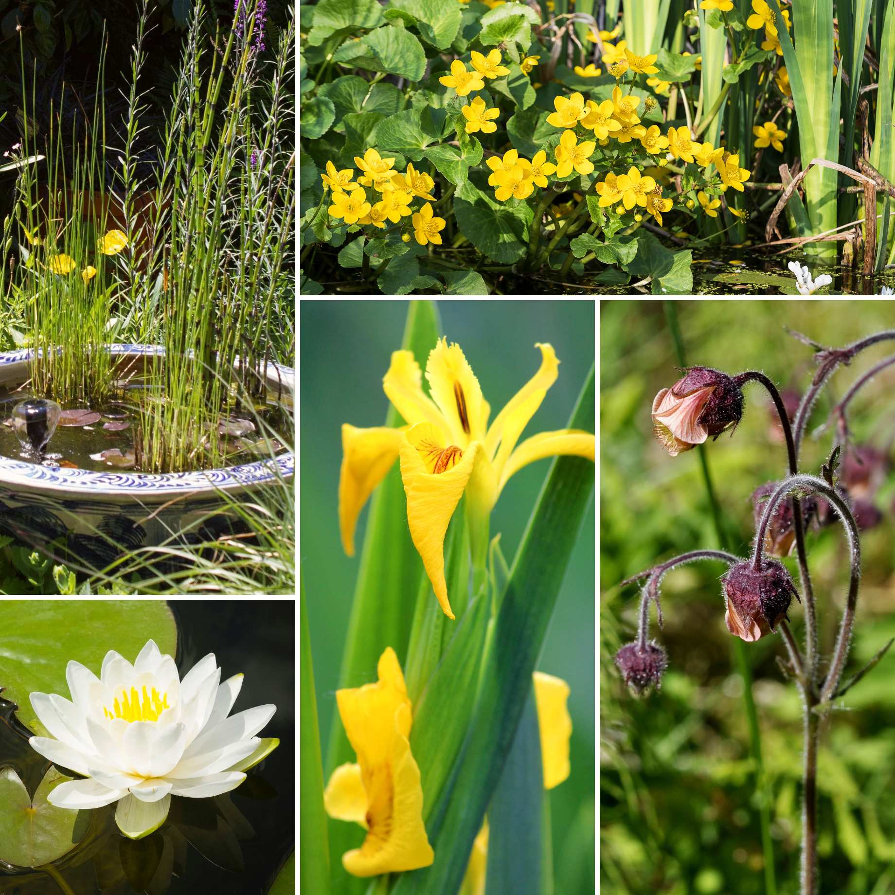 Pond in a Pot Planting Kit | Oxygenating & Wildlife | Flowers & Structure