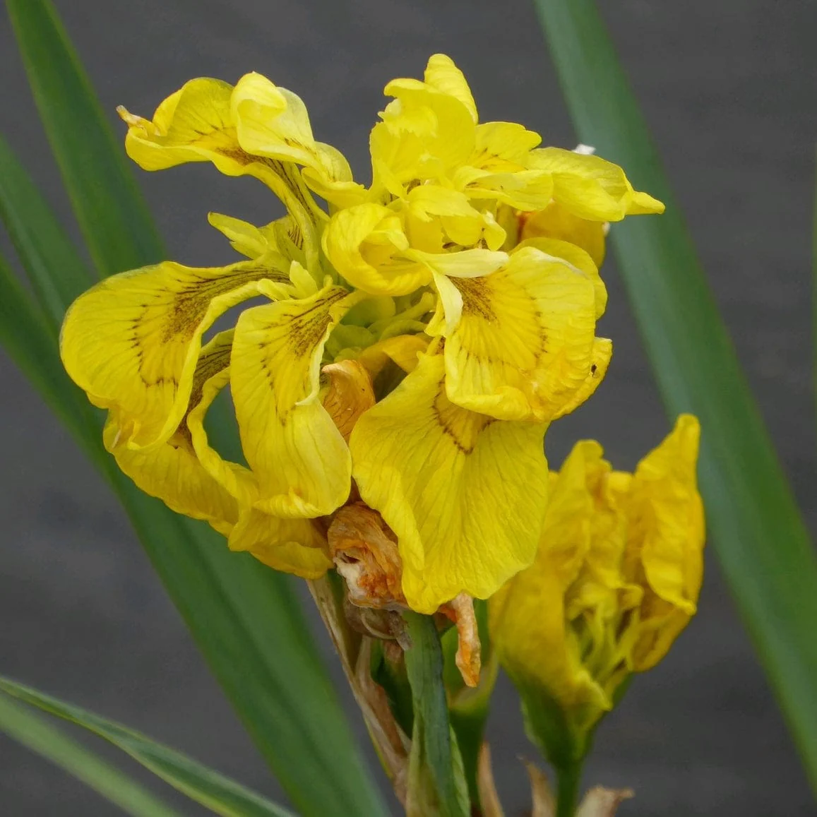 Pond in a Pot Planting Kit | Oxygenating & Wildlife | Flowers & Structure - Image 10