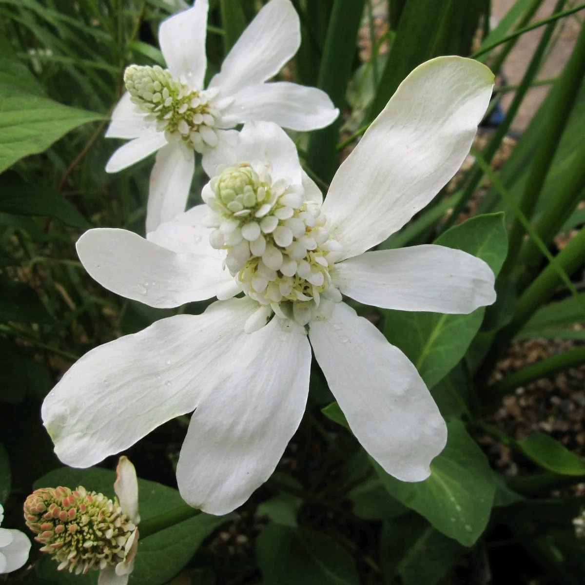 Pond in a Pot Planting Kit | Oxygenating & Wildlife | Flowers & Structure - Image 12