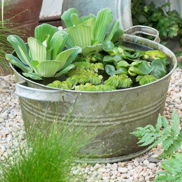 Pond in a Pot Planting Kit | Oxygenating & Wildlife | Flowers & Structure - Image 4