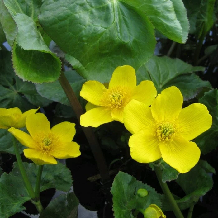 Pond in a Pot Planting Kit | Oxygenating & Wildlife | Flowers & Structure - Image 5