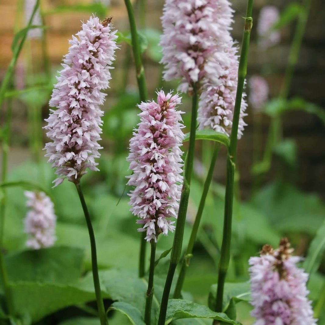 Pond in a Pot Planting Kit | Oxygenating & Wildlife | Flowers & Structure - Image 6