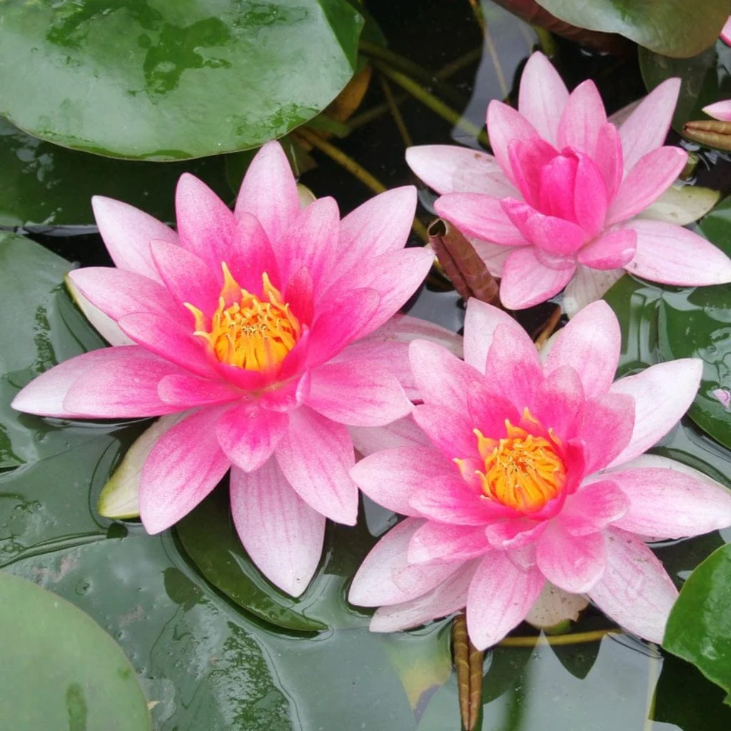 Pond in a Pot Planting Kit | Oxygenating & Wildlife | Flowers & Structure - Image 8