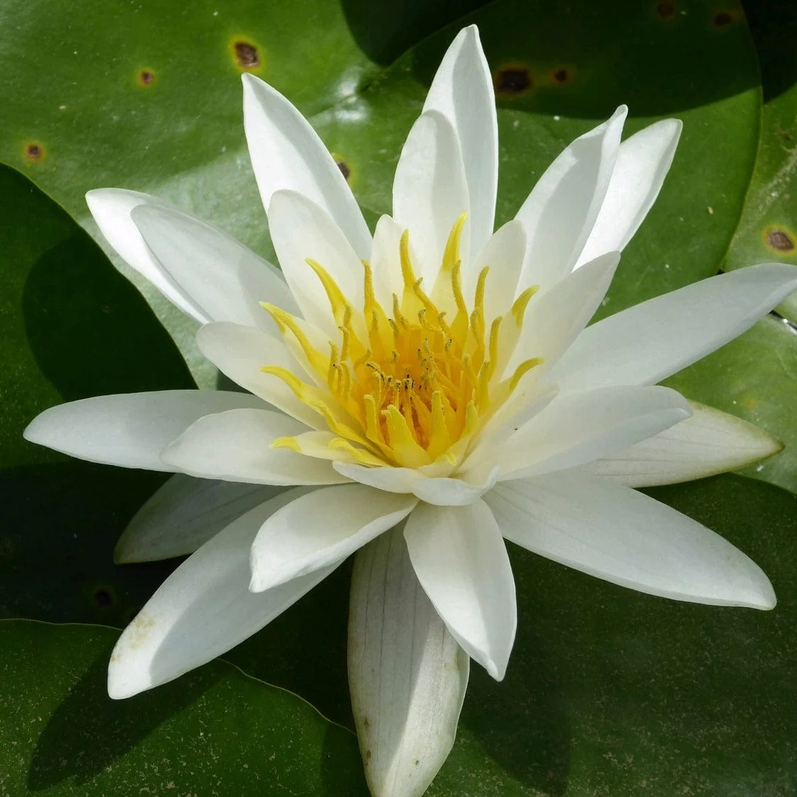 Pond in a Pot Planting Kit | Oxygenating & Wildlife | Flowers & Structure - Image 9