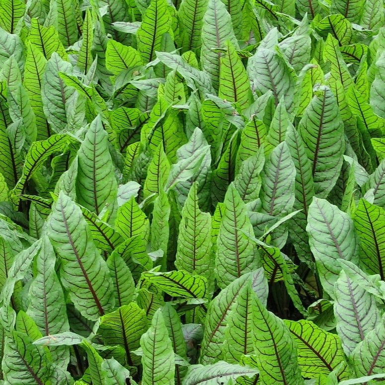 Pond Plants for Wildlife Collection - Image 10