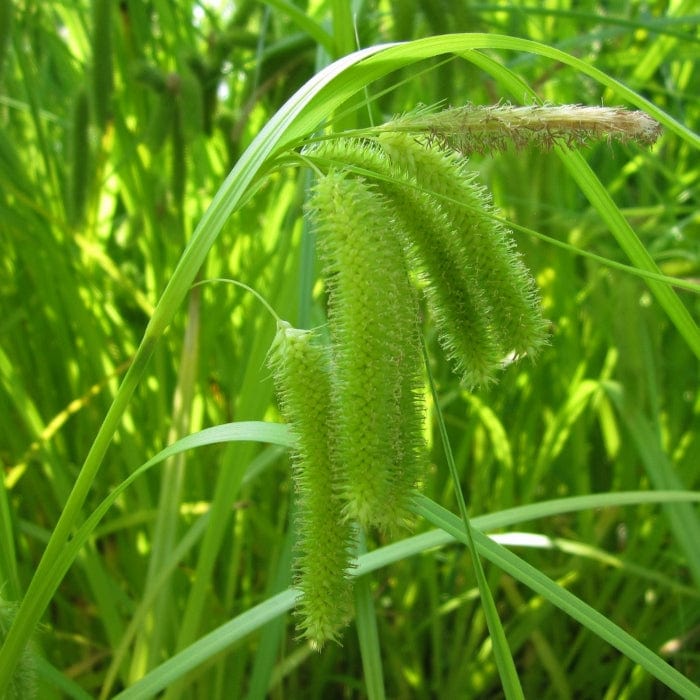 Pond Plants for Wildlife Collection - Image 11
