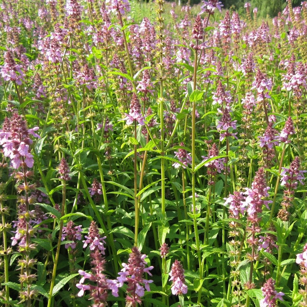 Pond Plants for Wildlife Collection - Image 12