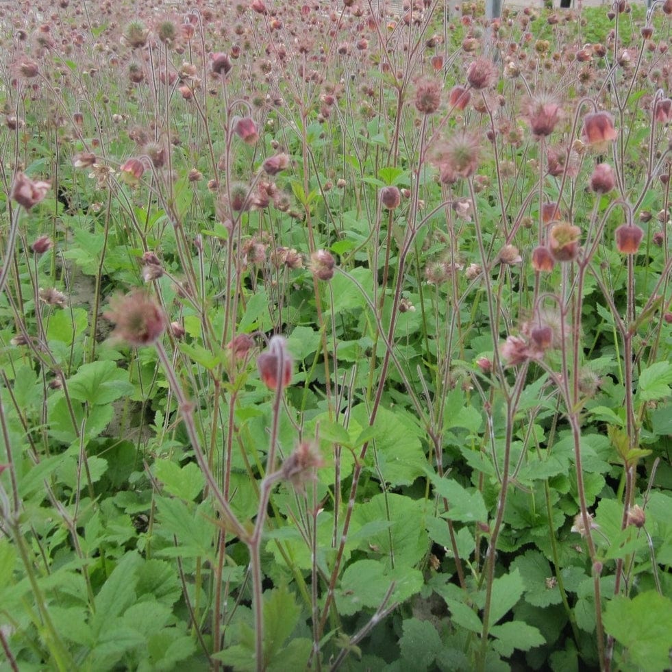 Pond Plants for Wildlife Collection - Image 3