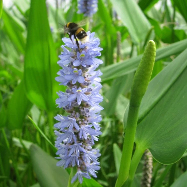 Pond Plants for Wildlife Collection - Image 6