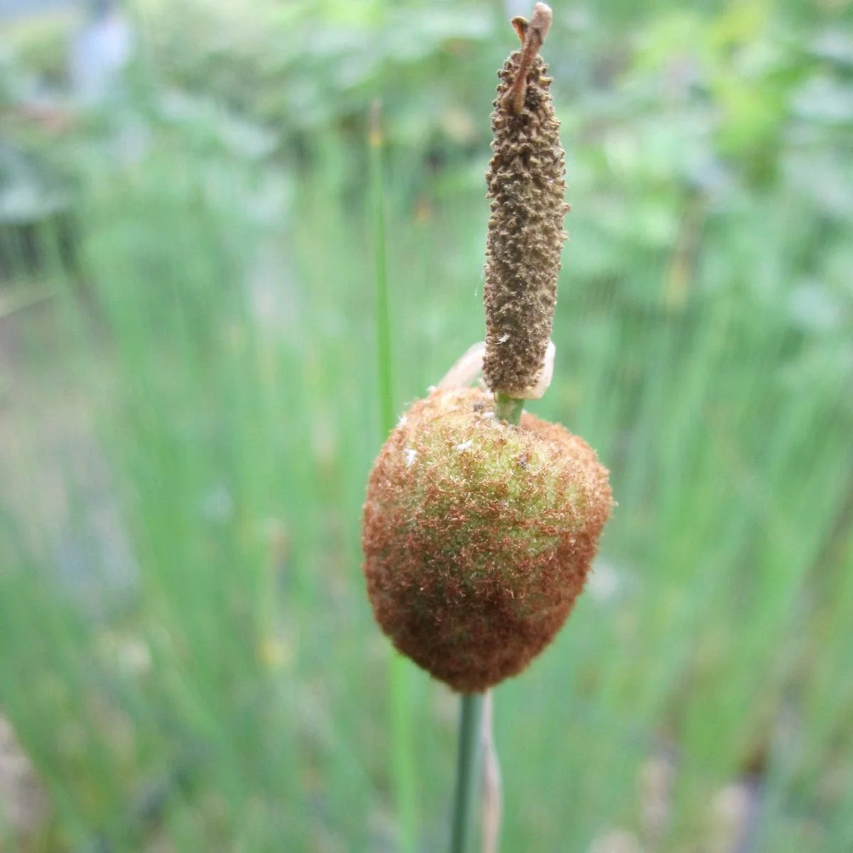 Pond Plants for Wildlife Collection - Image 7