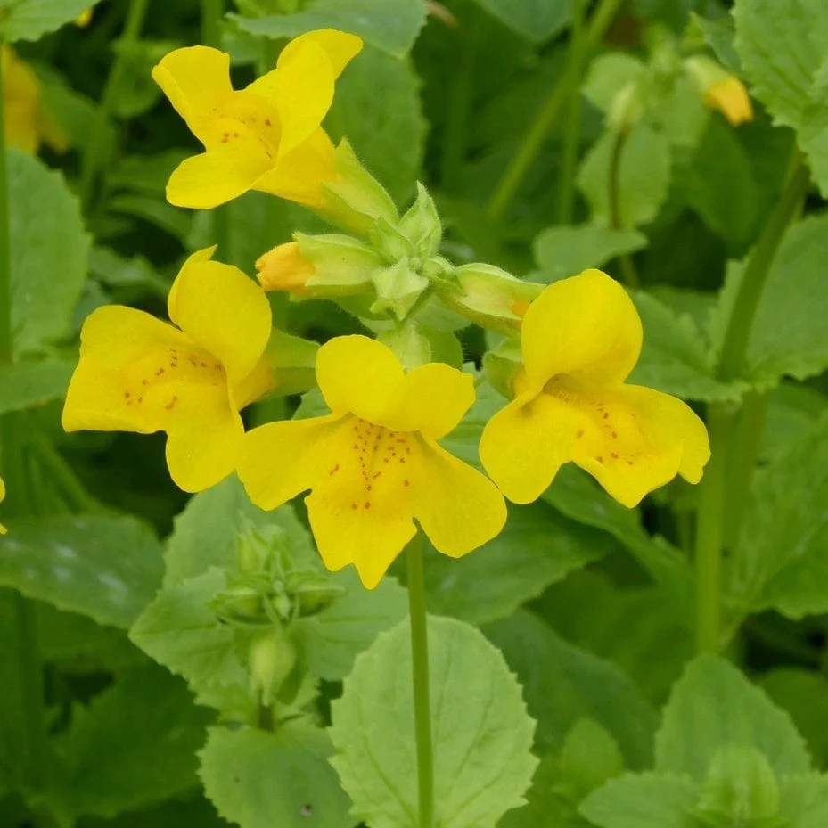 Pond Plants for Wildlife Collection - Image 8