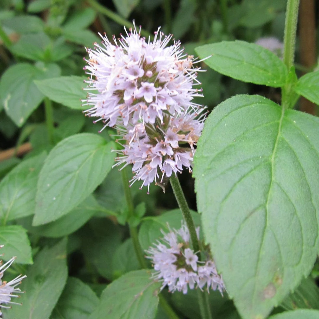 Pond Plants for Wildlife Collection - Image 9