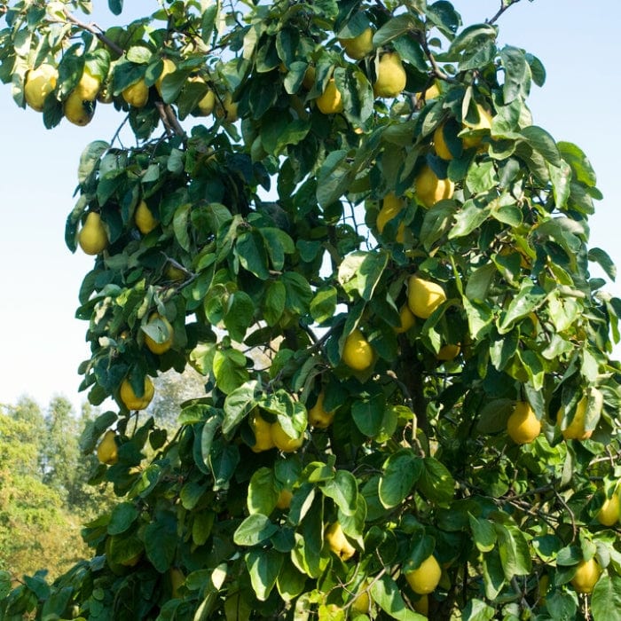 'Portugal' Quince Tree - Image 2