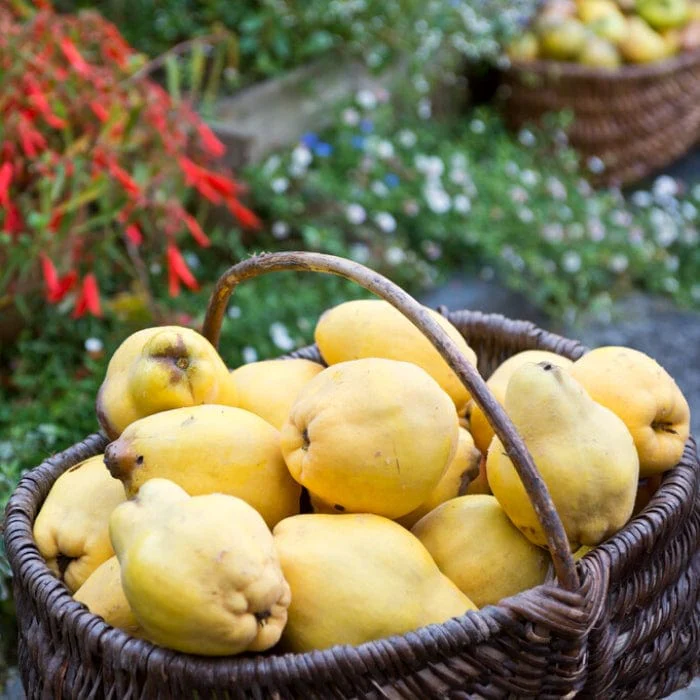 'Portugal' Quince Tree - Image 3