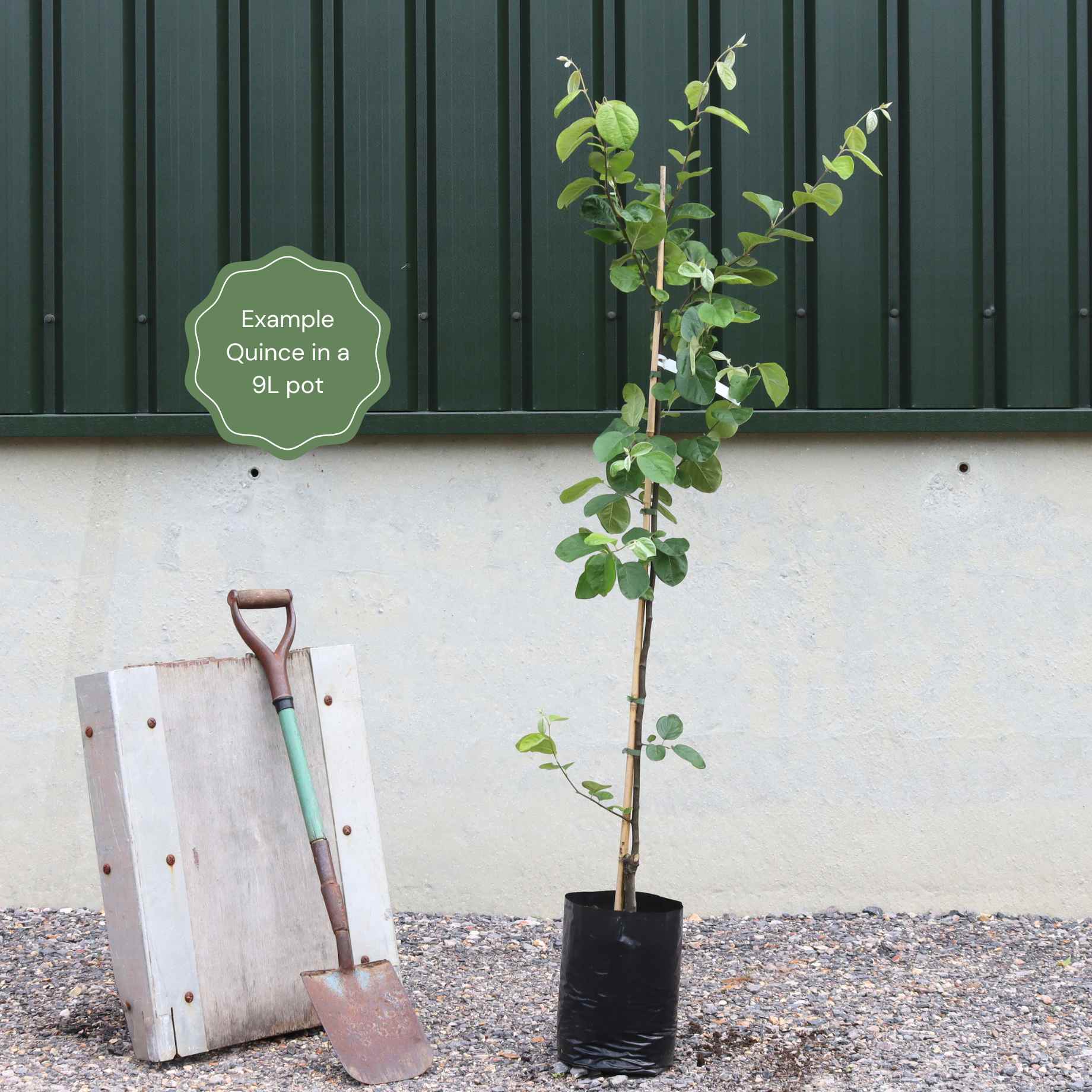 'Portugal' Quince Tree - Image 4