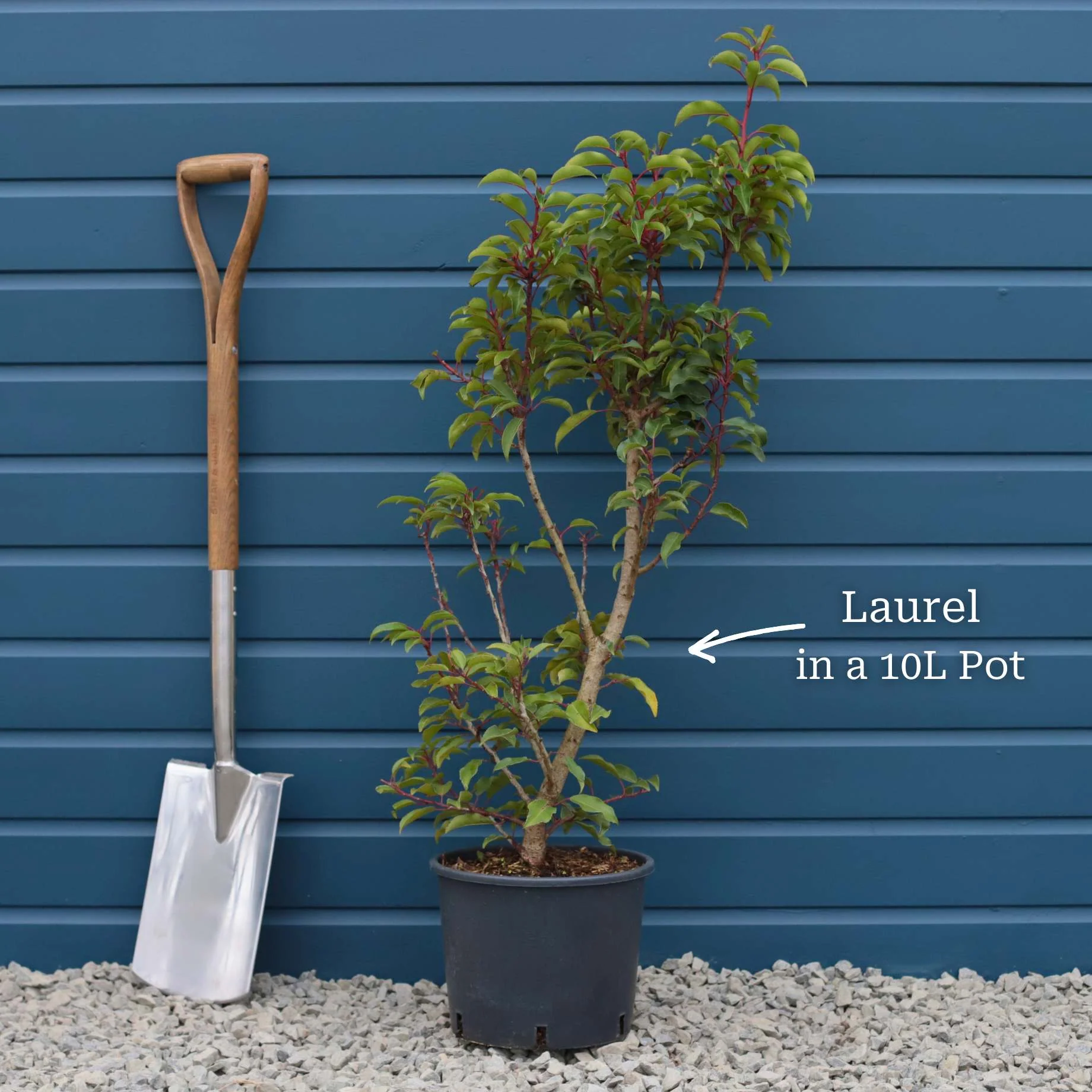 Portuguese Laurel Tree | Prunus lusitanica - Image 3