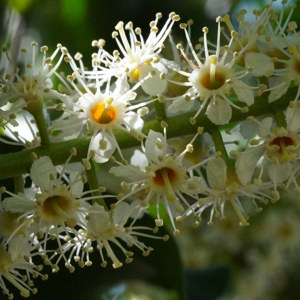 Portuguese Laurel Tree | Prunus lusitanica - Image 4