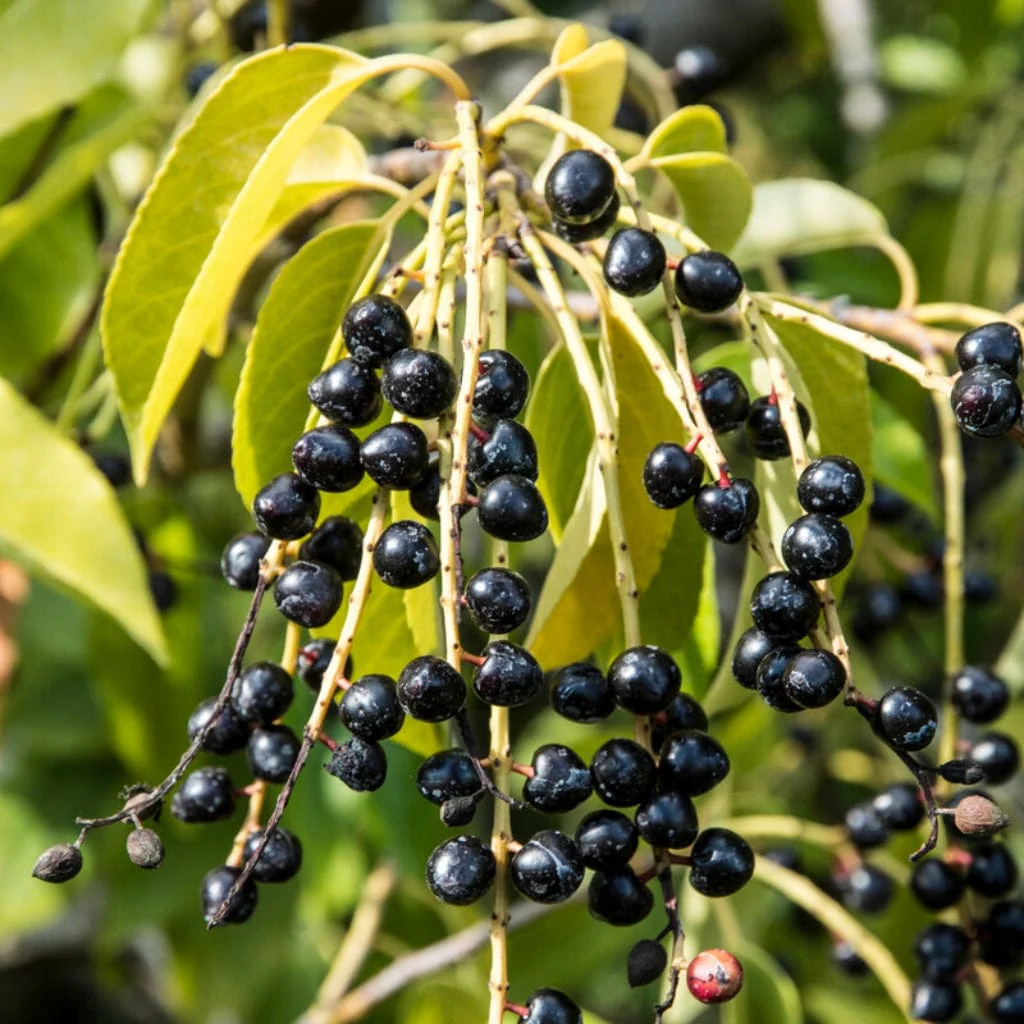 Portuguese Laurel Tree | Prunus lusitanica - Image 5