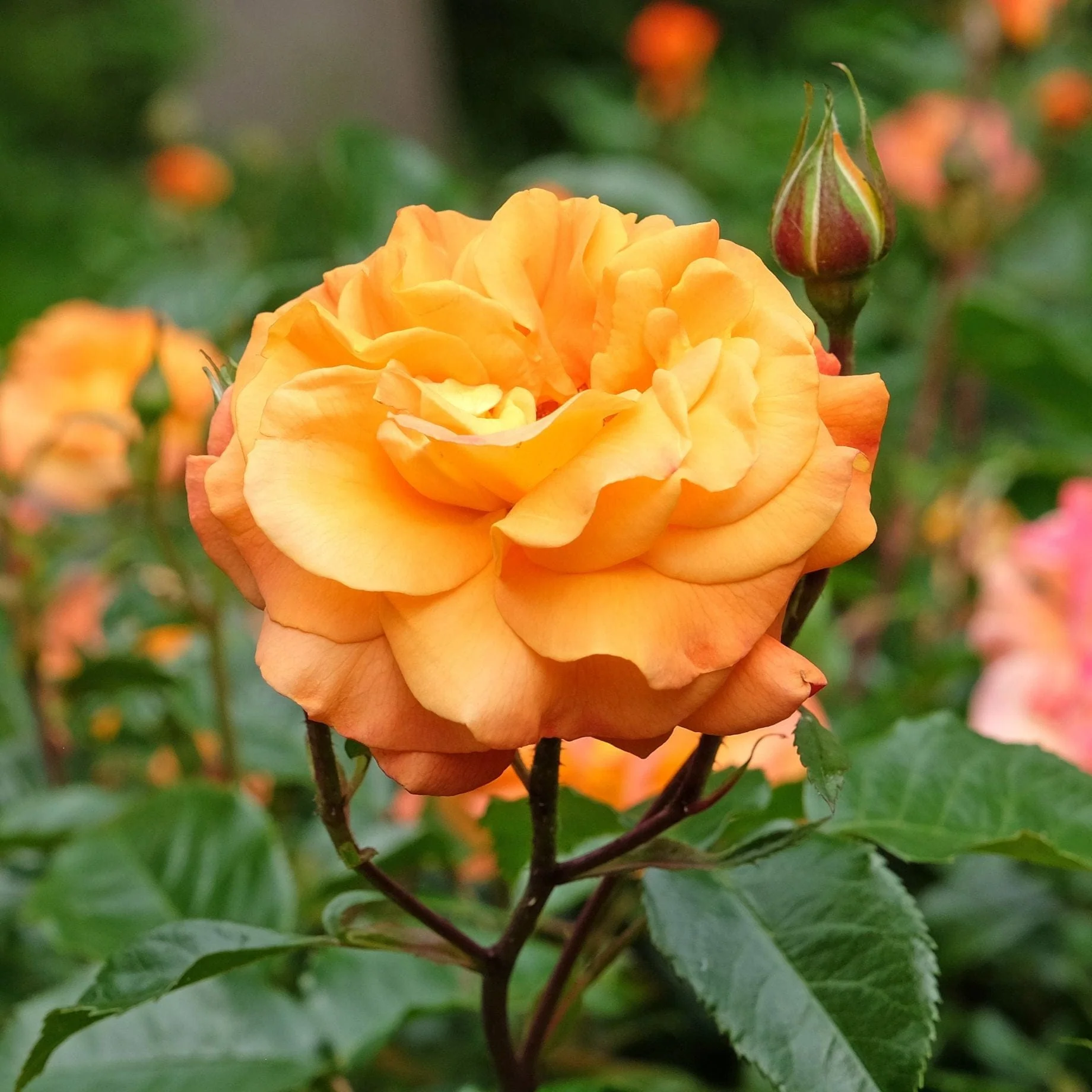 'Precious Amber' Bush Rose