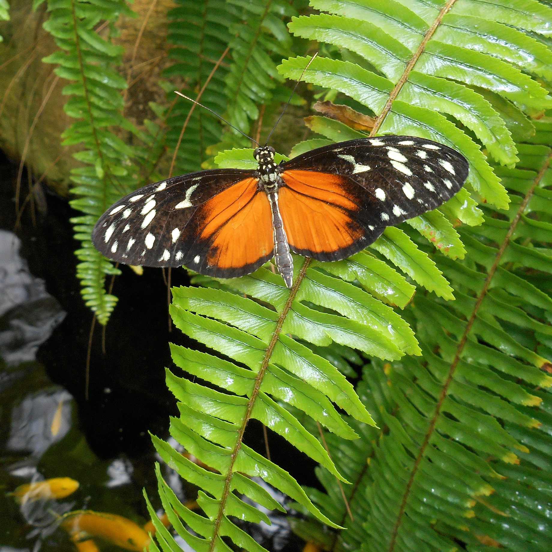 Premium Fern Collection - Image 4