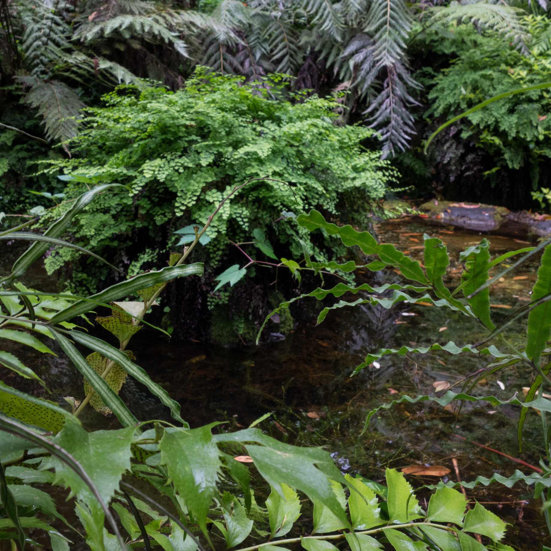 Premium Fern Collection - Image 5
