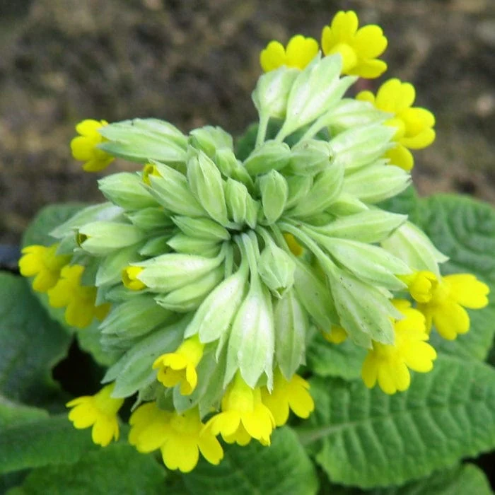 Primrose 'Cowslip' | Primula Veris - Image 3