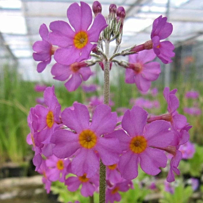 Bee's Primula | Primula beesiana - Image 3