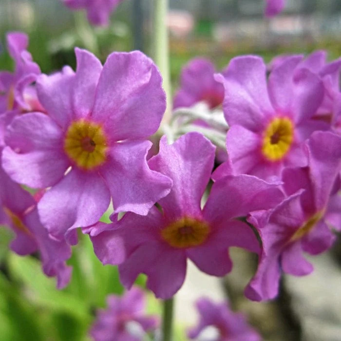 Bee's Primula | Primula beesiana - Image 4