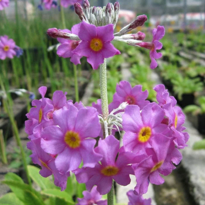 Bee's Primula | Primula beesiana - Image 5