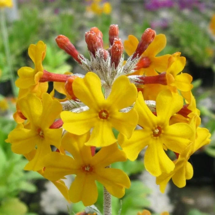 Bee's Primula | Primula beesiana - Image 7