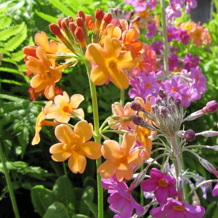 Bulley's Primrose | Primula bulleyana - Image 2