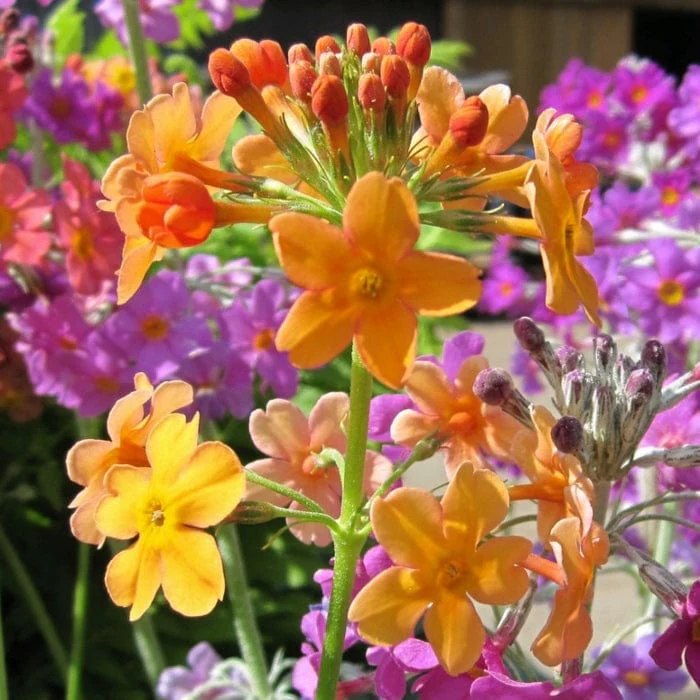 Bulley's Primrose | Primula bulleyana - Image 3