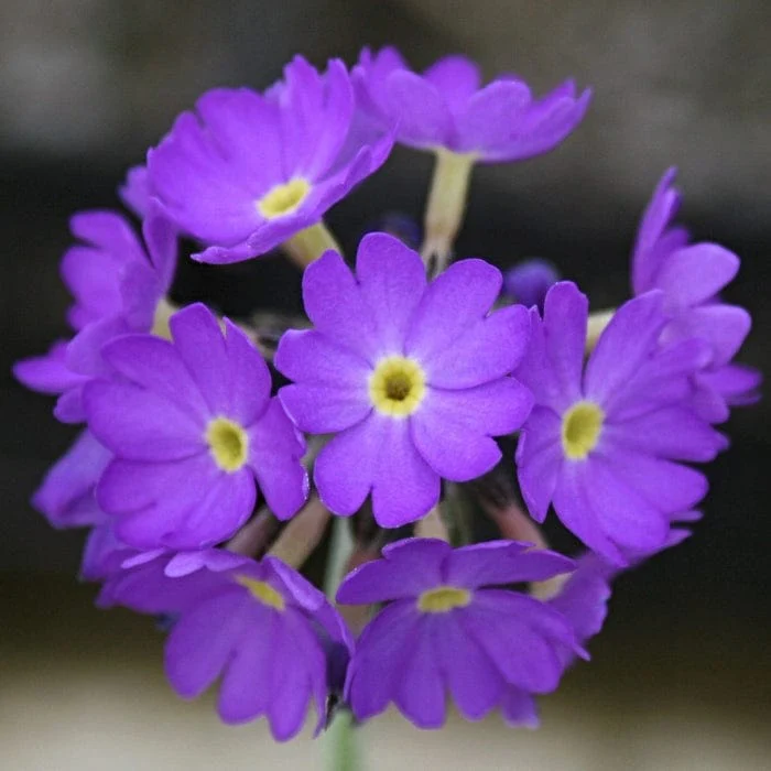 Drumstick Primula | Primula denticulata - Image 5