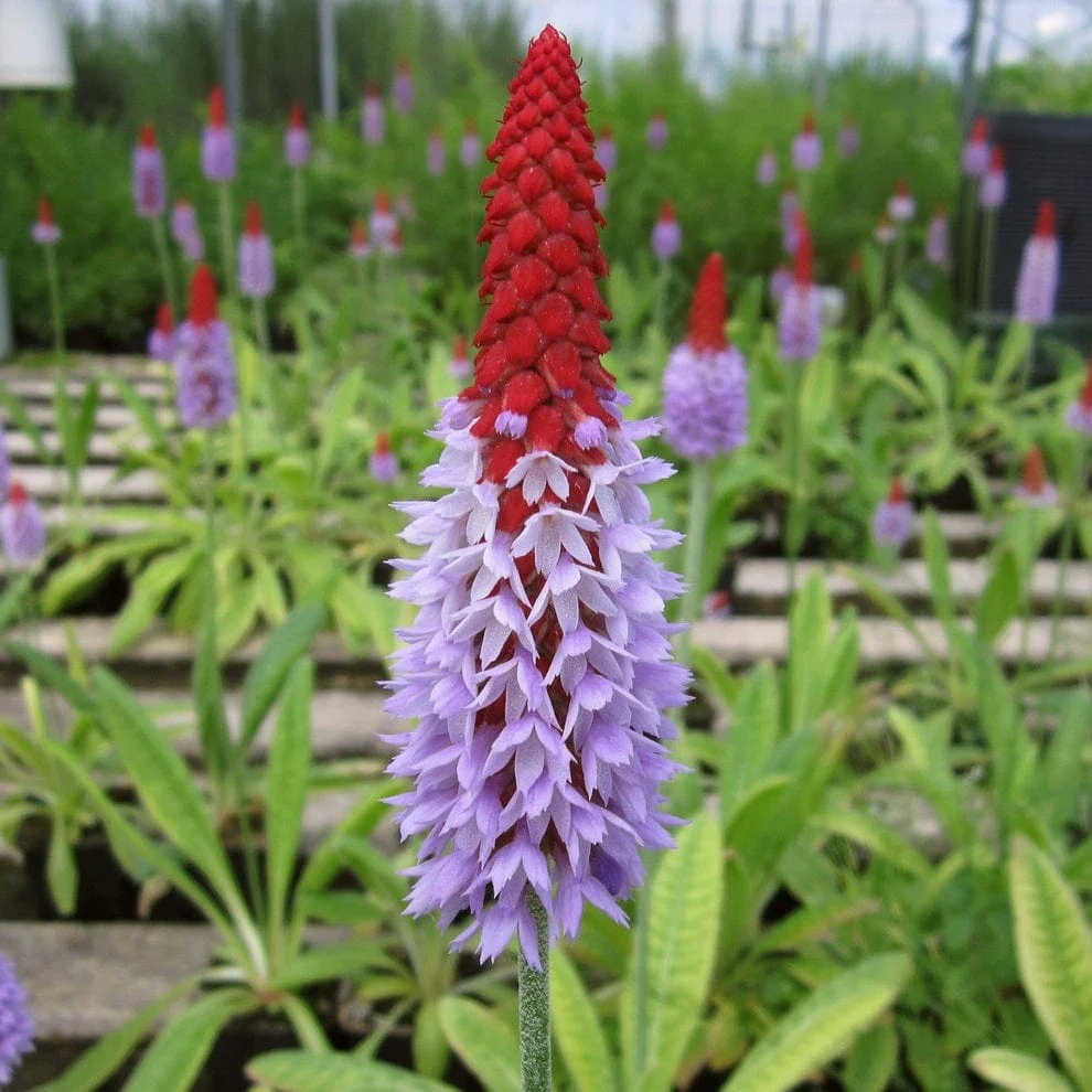 Orchid Primrose | Primula vialii - Image 3