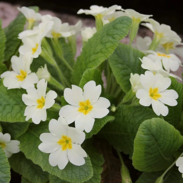 Wild Primrose | Primula vulgaris - Image 2