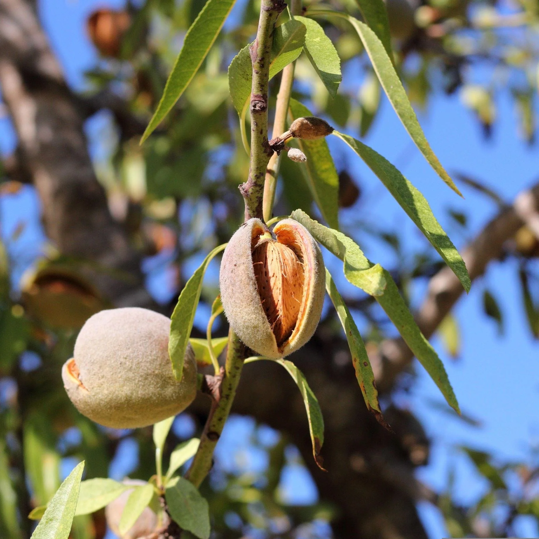 'Princess' Almond Tree | Prunus dulcis - Image 3