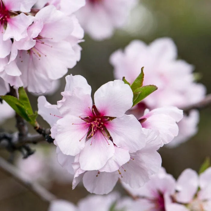 'Princess' Almond Tree | Prunus dulcis - Image 4