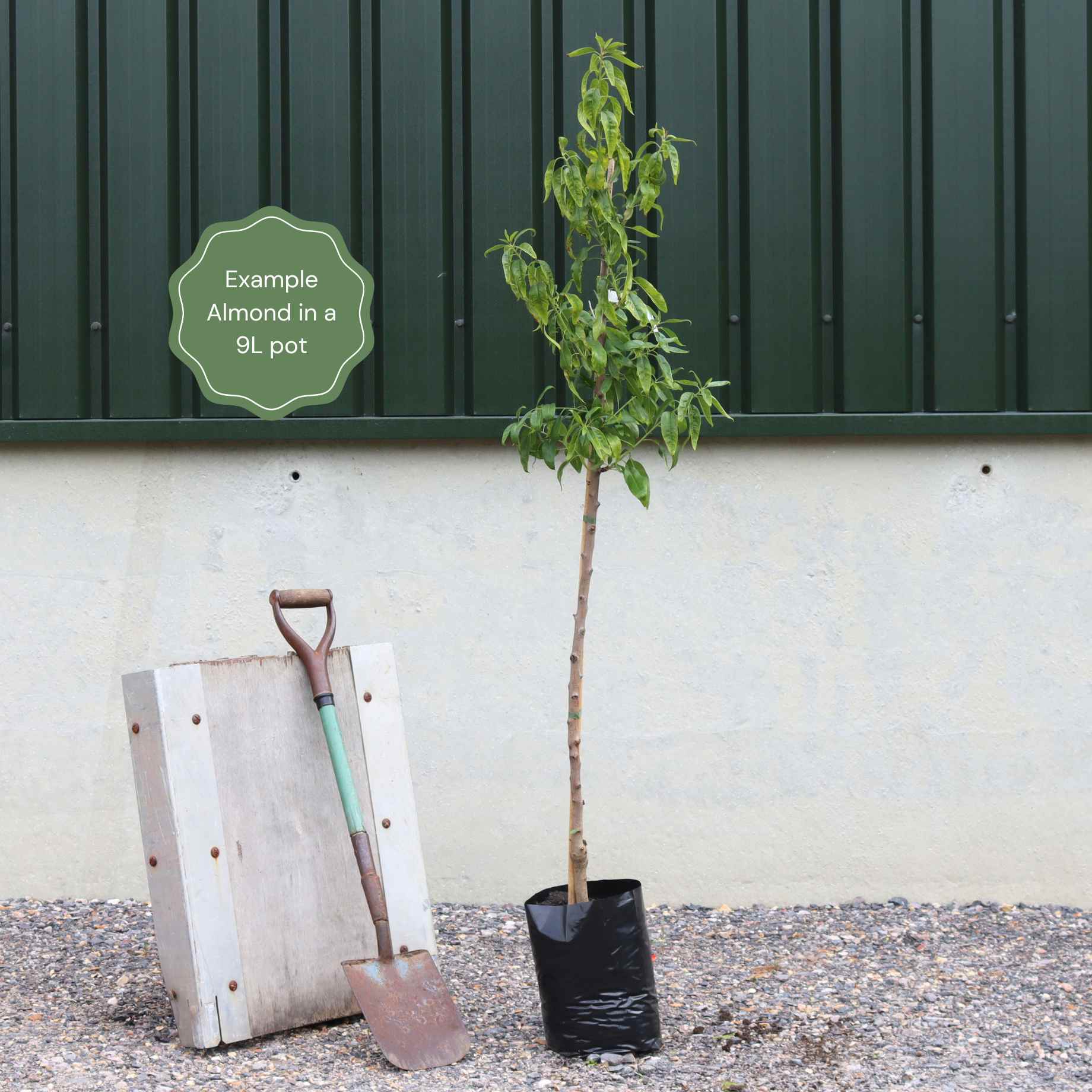 'Princess' Almond Tree | Prunus dulcis - Image 6