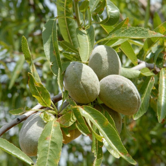 'Princess' Almond Tree | Prunus dulcis - Image 7