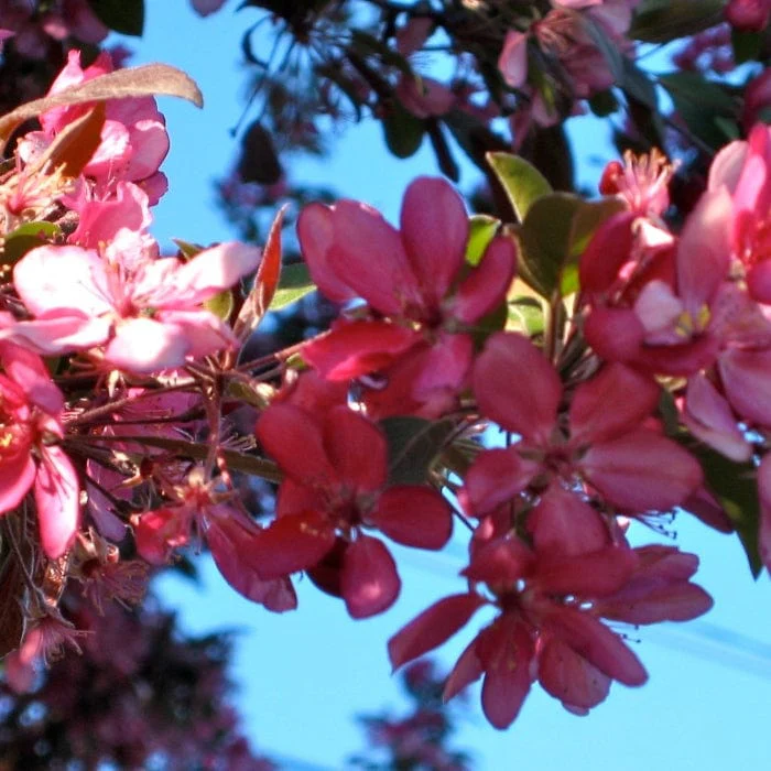 'Profusion Improved' Crabapple Tree | Malus moerlandsii - Image 3