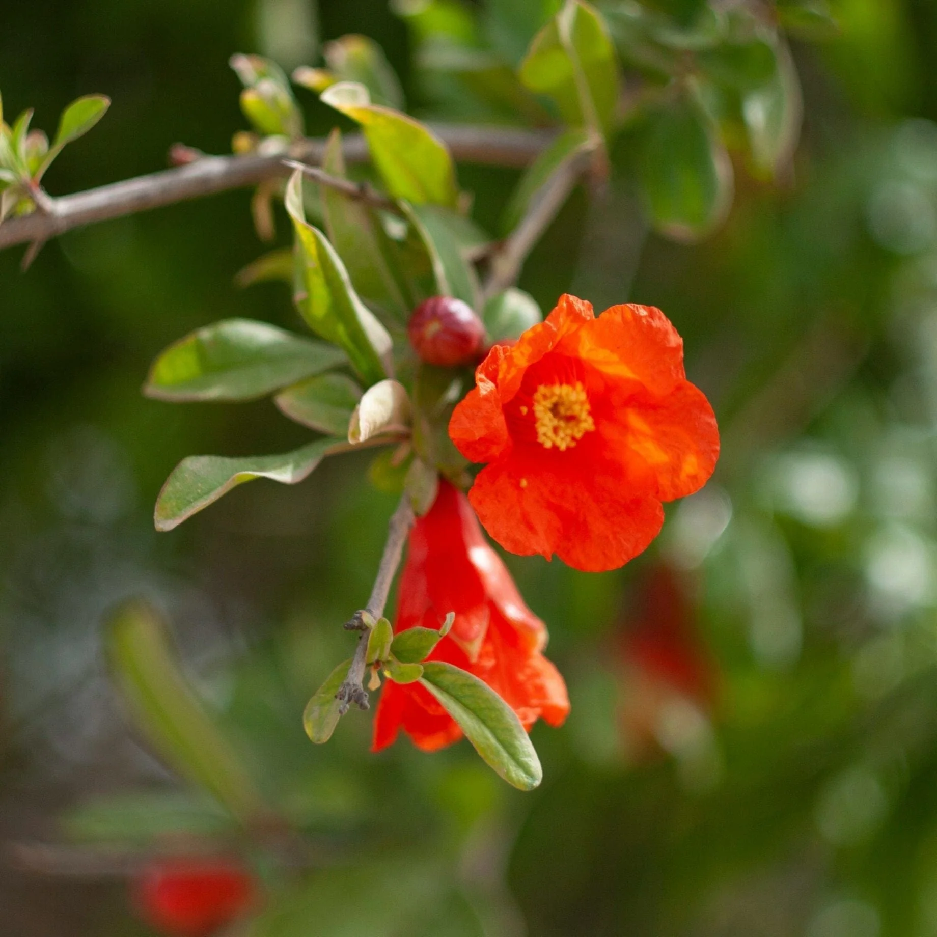 'Provence' Pomegranate Bush - Image 3